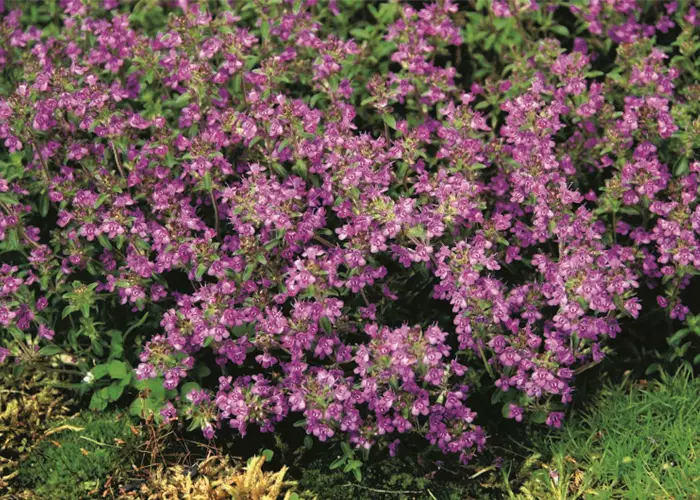 Thymus serpyllum 'Purple Beauty' 