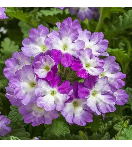 Verbena hybrida 'Up Lanai® Twister Scent
