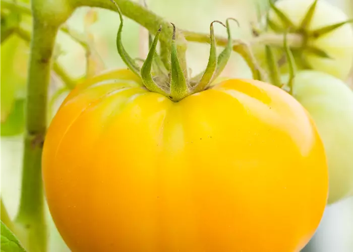 Solanum lycopersicum 'Ananas' F1