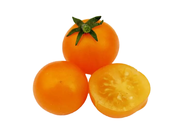 Solanum lycopersicum 'Tumbling Tom Yello