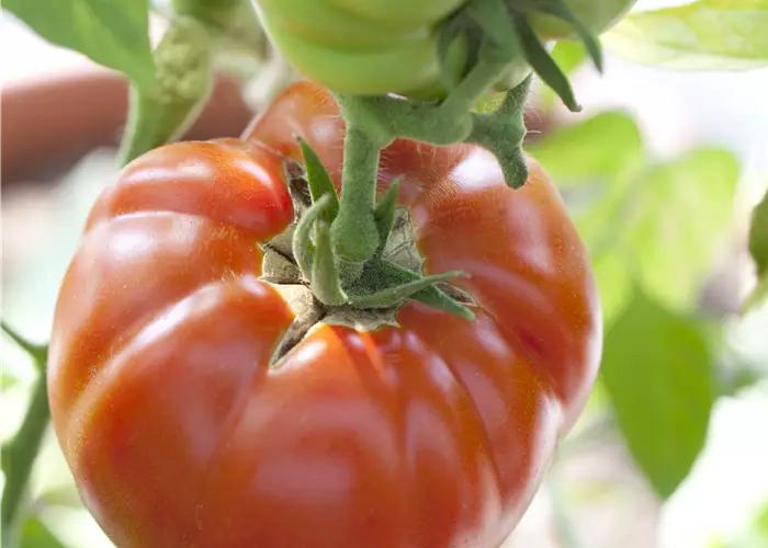 Solanum lycopersicum 'Country Taste' F1
