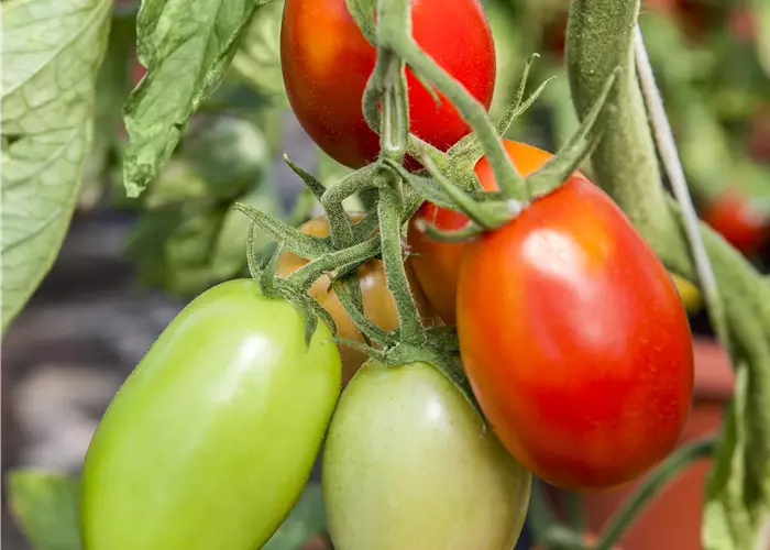 Solanum lycopersicum 'Dattelino' 