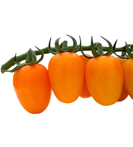 Solanum lycopersicum 'Kajsa Sweet' F1