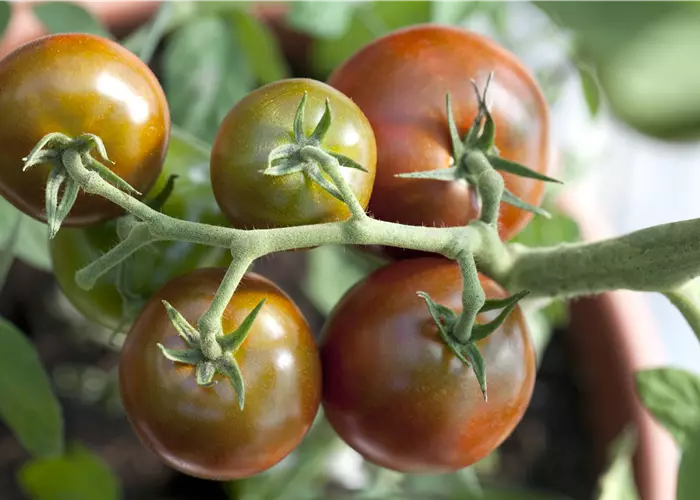 Solanum lycopersicum 'Sacher' F1