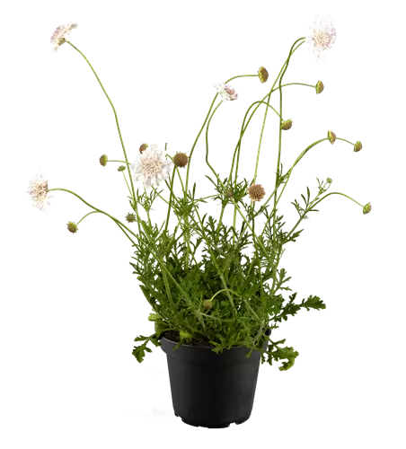 Scabiosa KUDO White 'Experimental'