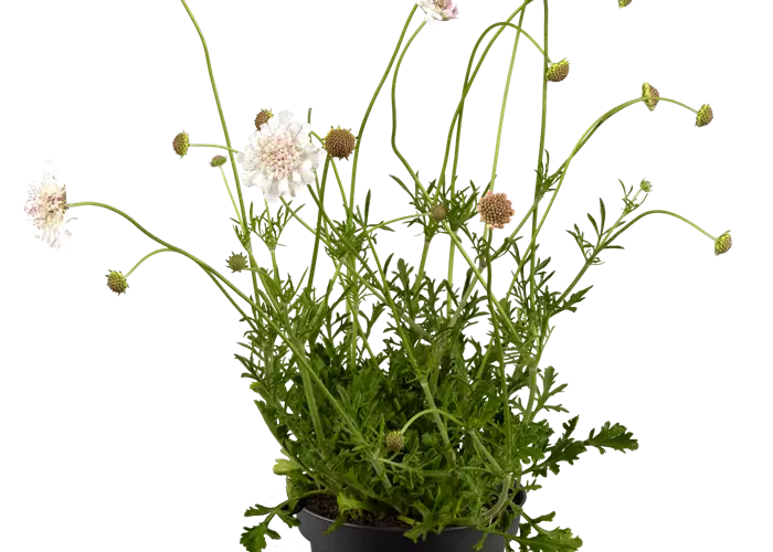 Scabiosa KUDO White 'Experimental'
