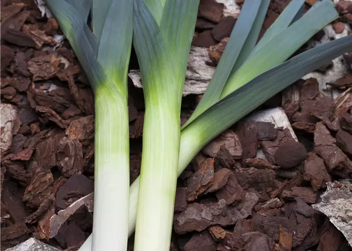 Allium ampeloprasum