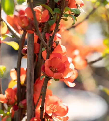 Chaenomeles japonica 'Sargentii' 