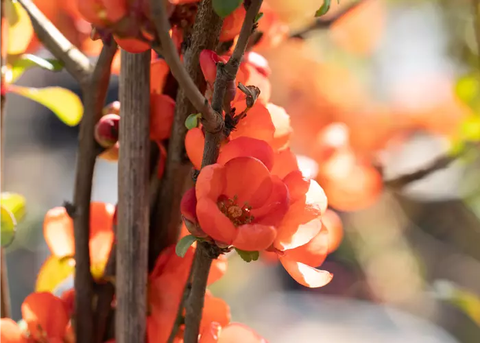 Chaenomeles japonica 'Sargentii' 