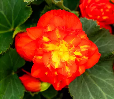 Begonia 'Beaugonia Poppy Orange'