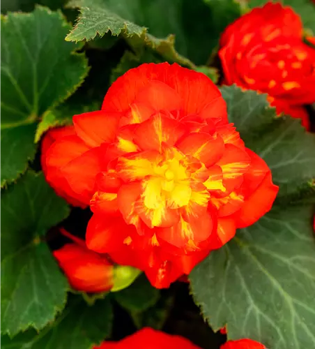 Begonia 'Beaugonia Poppy Orange'
