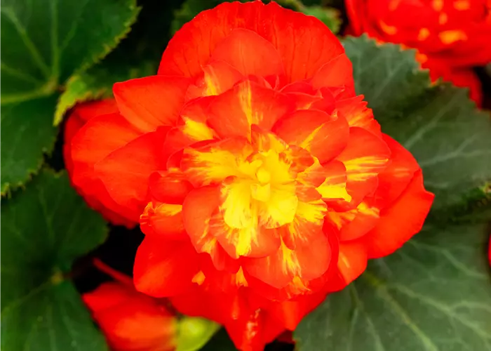 Begonia 'Beaugonia Poppy Orange'