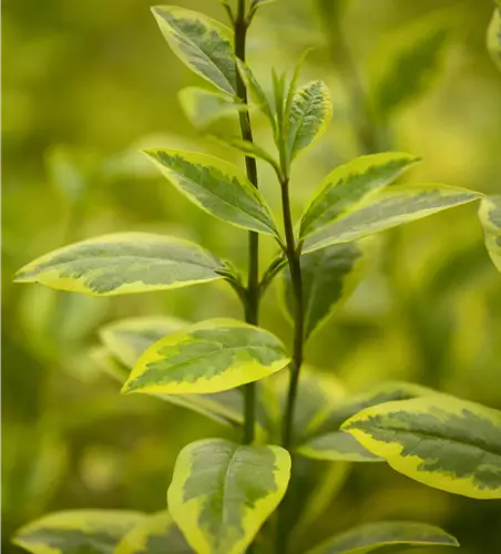 Ligustrum ovalifolium 'Aureum' 