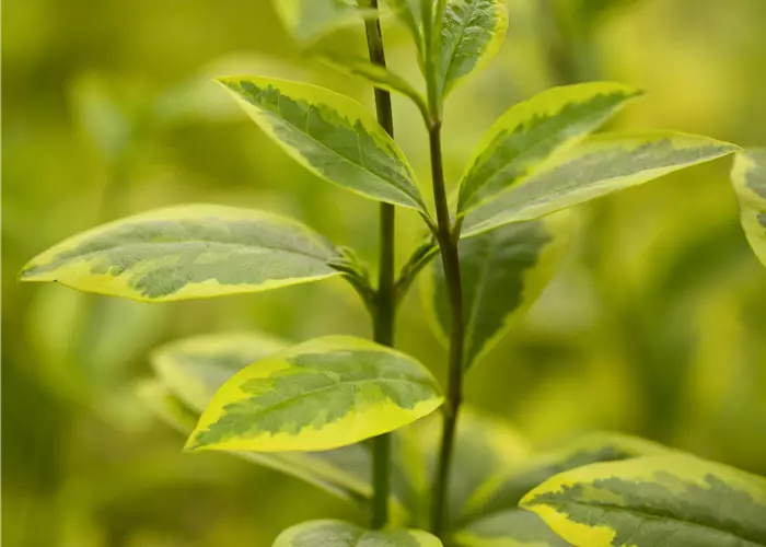 Ligustrum ovalifolium 'Aureum' 