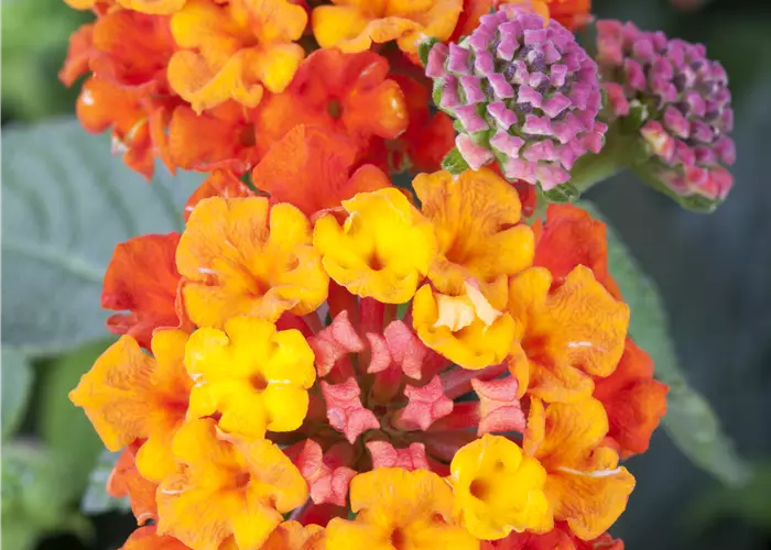 Lantana camara 'Bicolor'