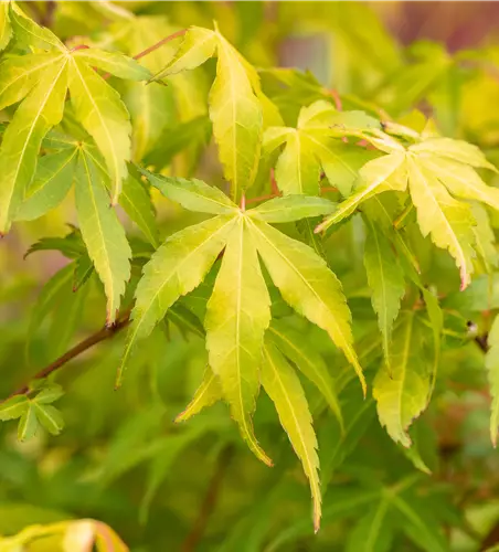 Acer palmatum 'Katsura'