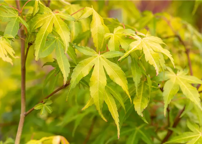 Acer palmatum 'Katsura'