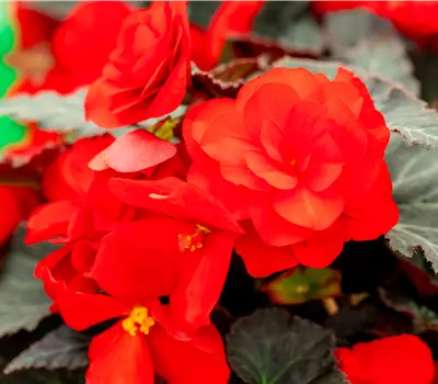 Begonia 'Beaugonia Rouge Noir'