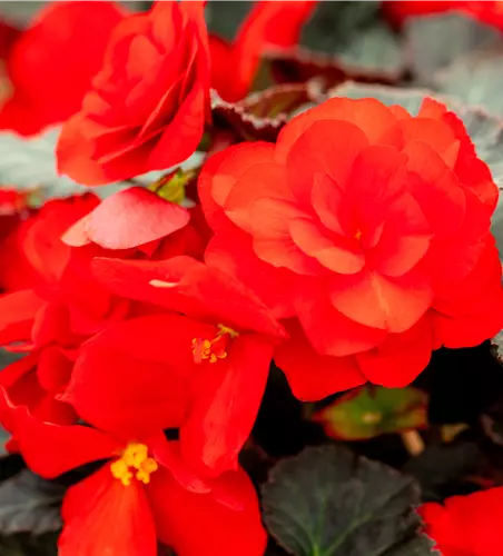Begonia 'Beaugonia Rouge Noir'