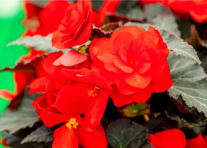 Begonia 'Beaugonia Rouge Noir'