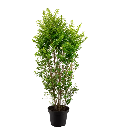 Ligustrum ovalifolium 'Green Diamond'®