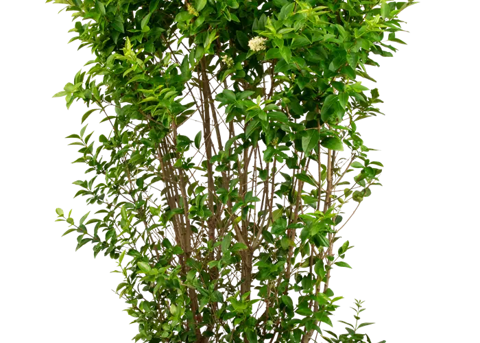 Ligustrum ovalifolium 'Green Diamond'®