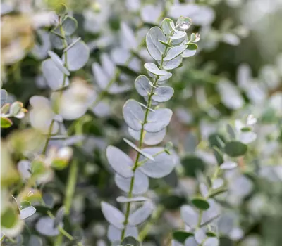 Eucalyptus gunnii 'Azura'