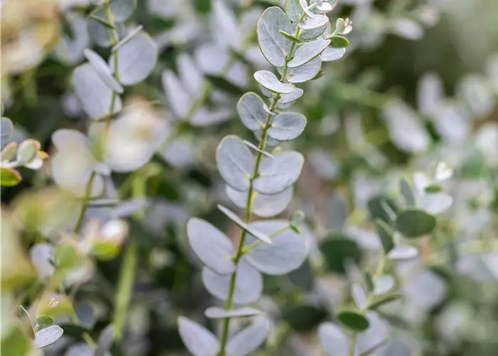 Eucalyptus gunnii 'Azura'