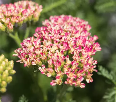 Achillea millefolium 'Milly Rock Rose'