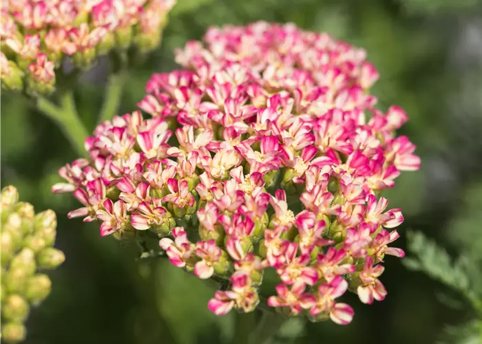 Achillea millefolium 'Milly Rock Rose'