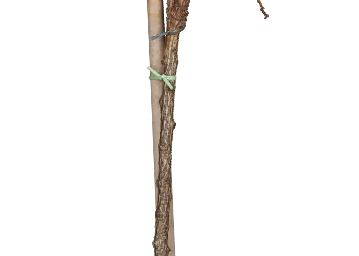Larix decidua 'Little Bogle'