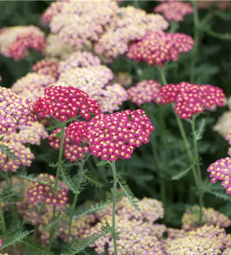 Achillea millefolium 'Paprika'