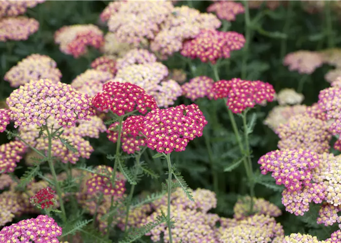 Achillea millefolium 'Paprika'