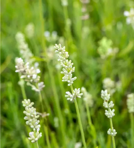 Lavandula angustifolia 'Arctic Snow' 