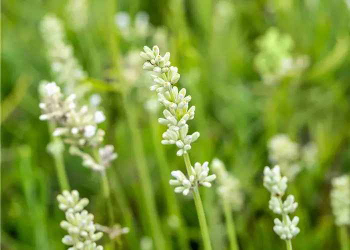 Lavandula angustifolia 'Arctic Snow' 