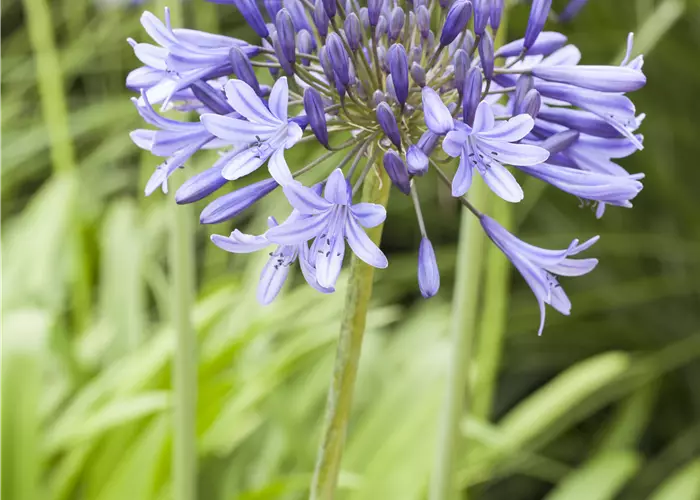 Agapanthus africanus 