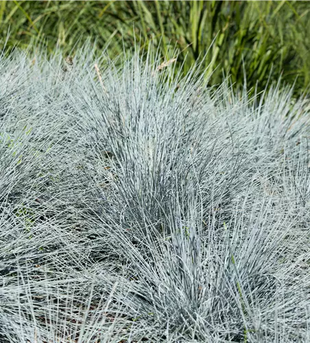 Festuca glauca 'Easy Blue'