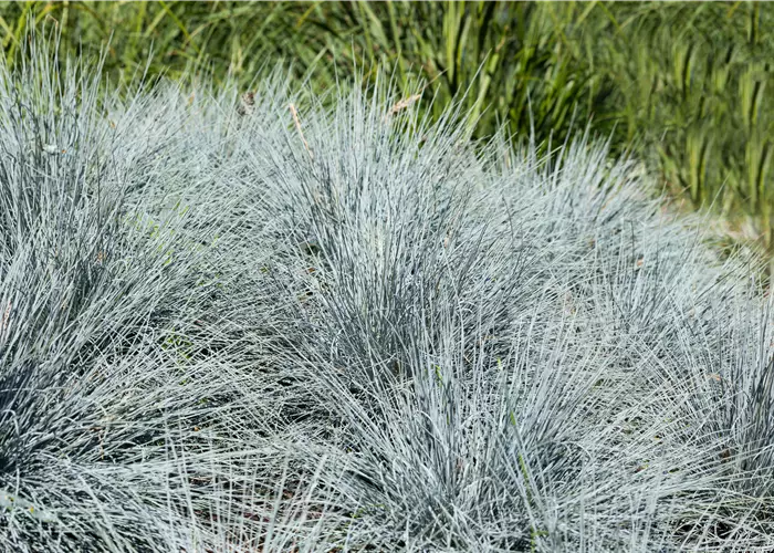 Festuca glauca 'Easy Blue'