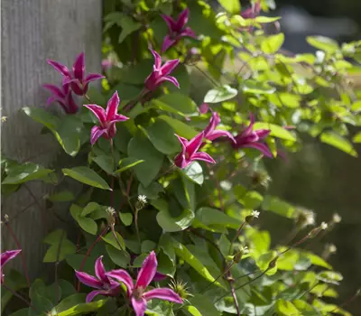 Clematis texensis 'Princess Diana'