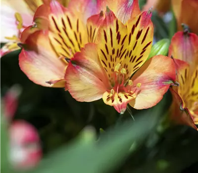 Alstroemeria 'Inticancha®'