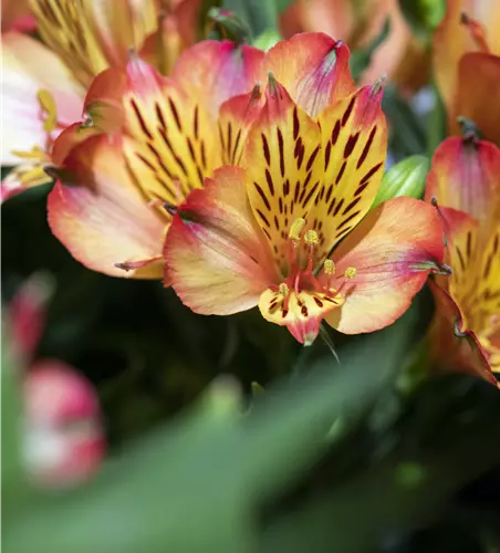 Alstroemeria 'Inticancha®'