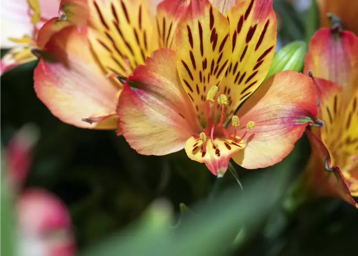 Alstroemeria 'Inticancha®'