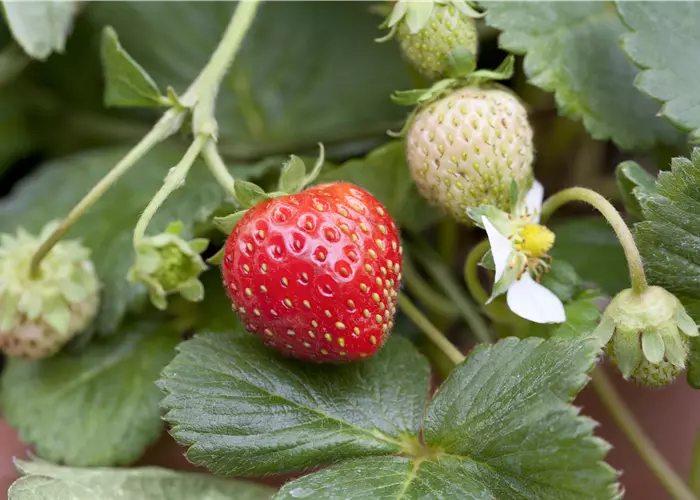Fragaria x ananassa 