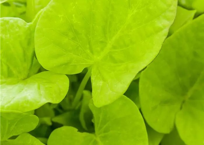 Ipomoea SWEET HEART 'Light Green'(s)
