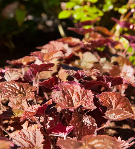 Heuchera micrantha 'Cherry Cola'® 