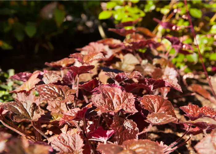Heuchera micrantha 'Cherry Cola'® 