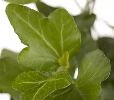Hedera helix 'Wonder' 