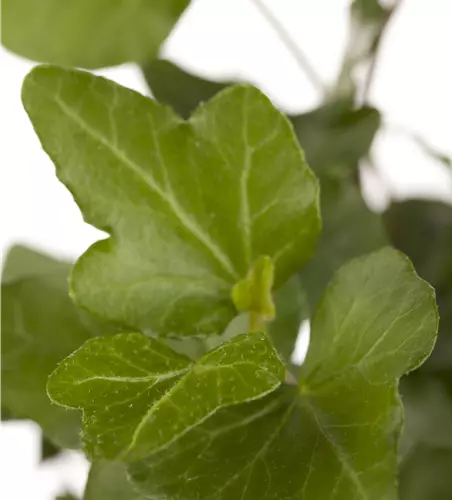 Hedera helix 'Wonder' 