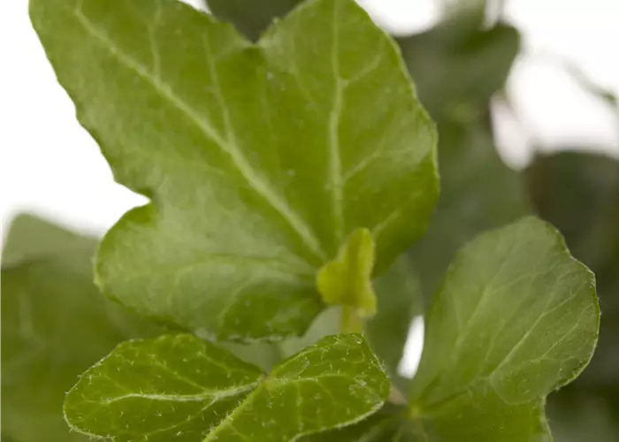 Hedera helix 'Wonder' 