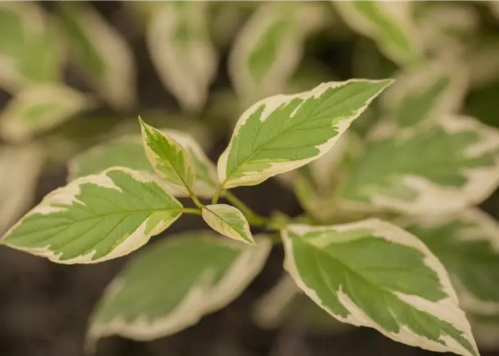Cornus sericea 'White Gold'